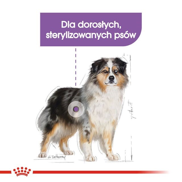 Royal canin suaugusiems didelių veislių kastruotiems šunims ccn maxi, 12 kg