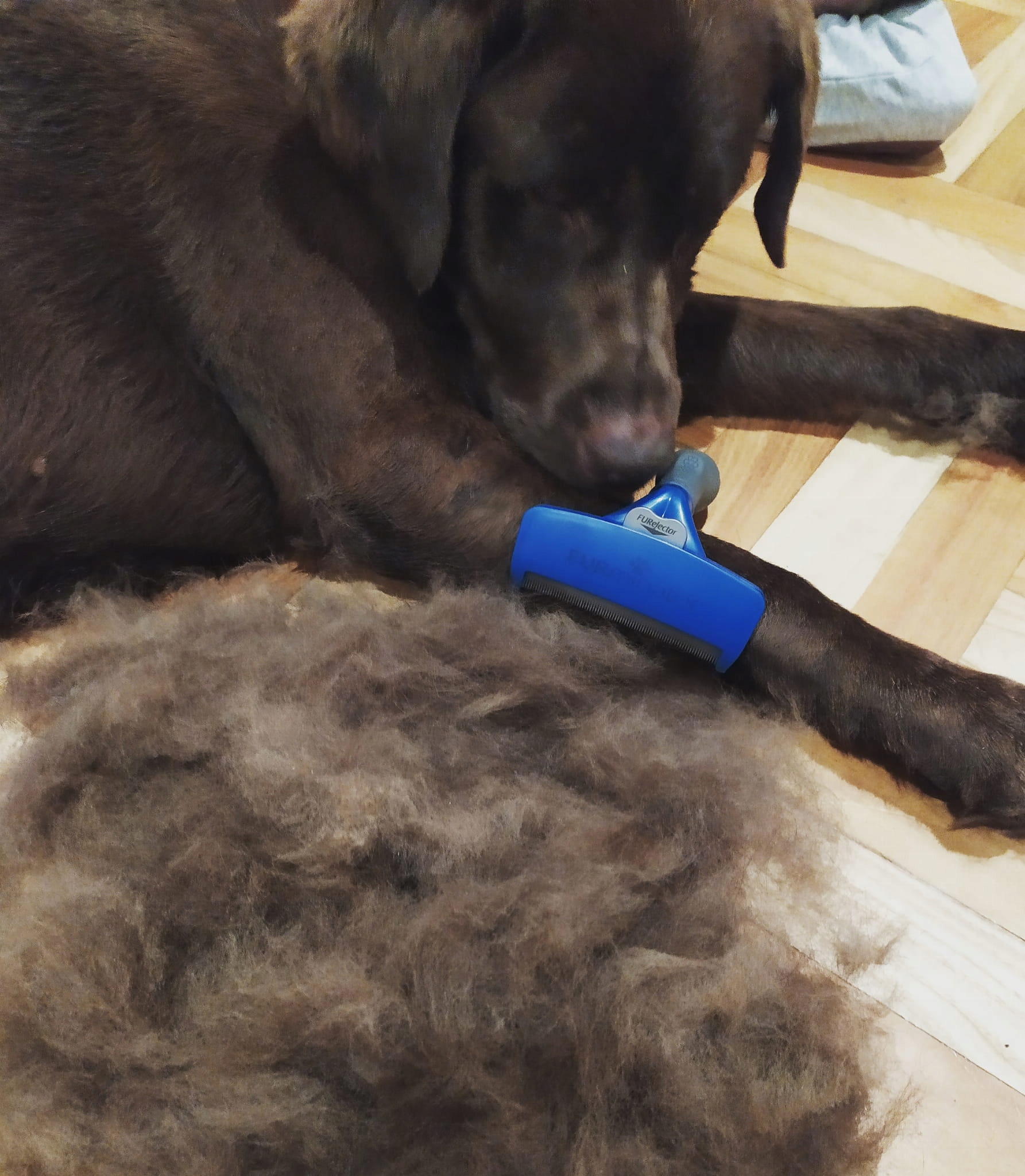 FURminator deShedding šukos M ilgapl. Šunims