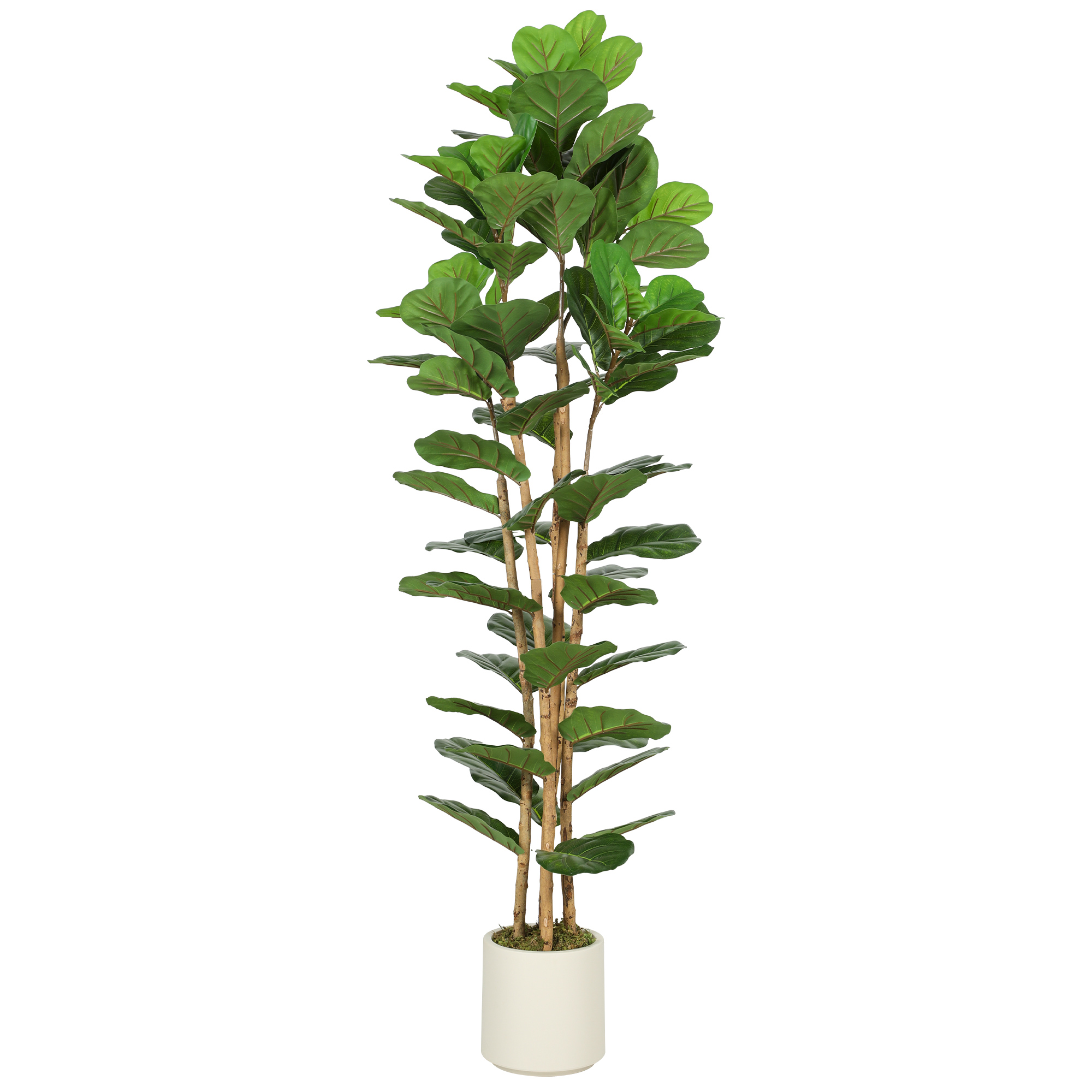 Dirbtinis figmedis 55 x 55 x 180 cm
