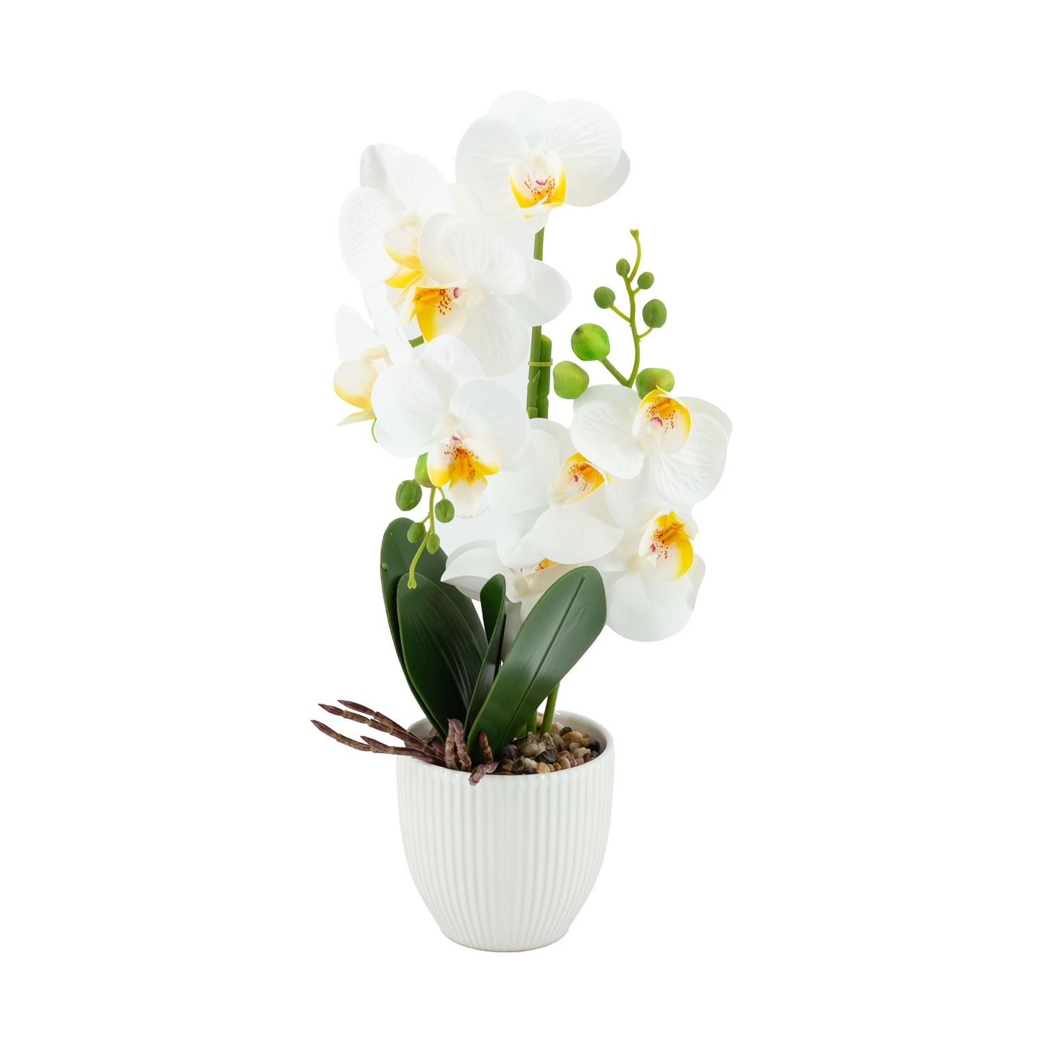 Orhideja GREENLAND ar 9 ziediem, balta, 40 cm