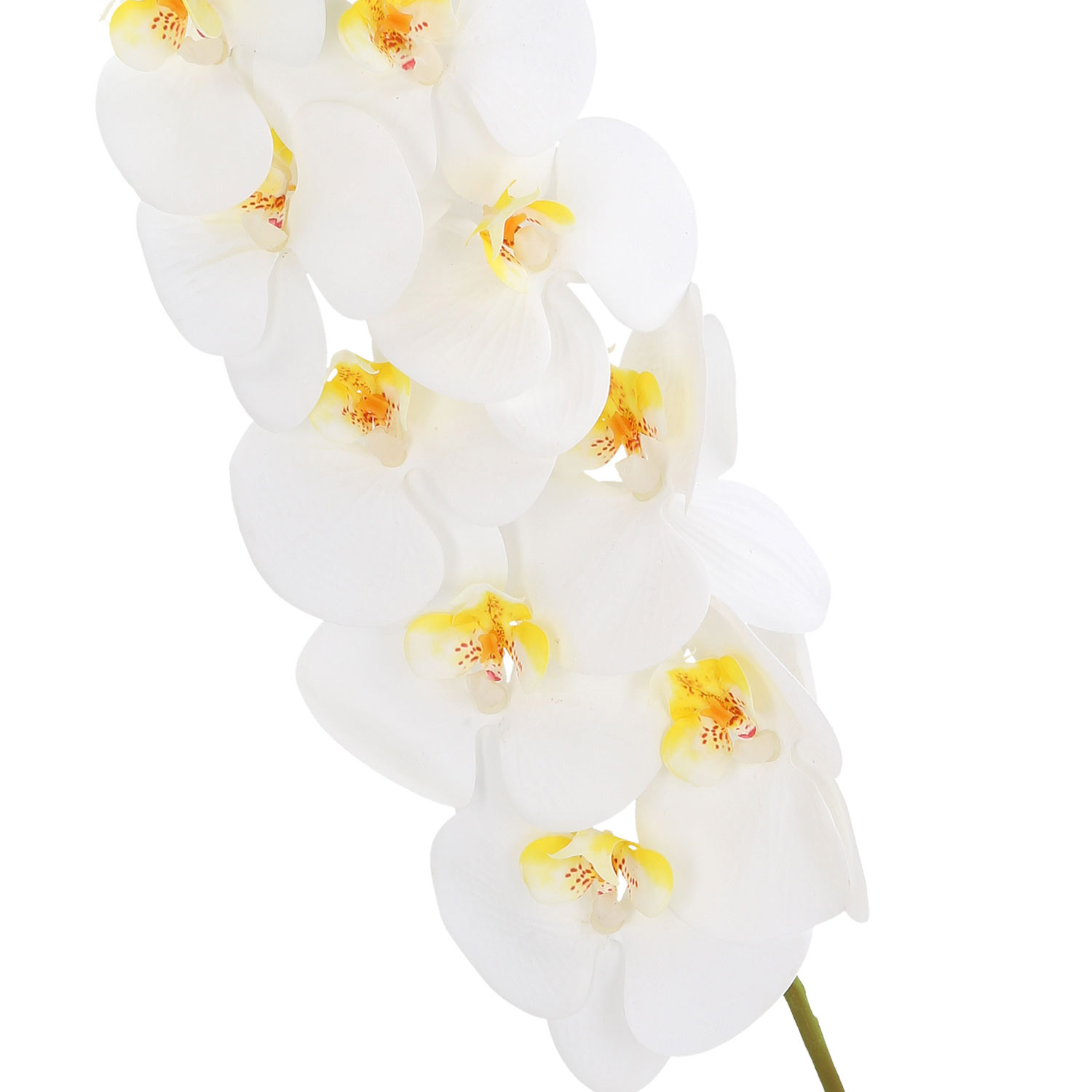 Orchidėja IN GARDEN, balta, 92 cm