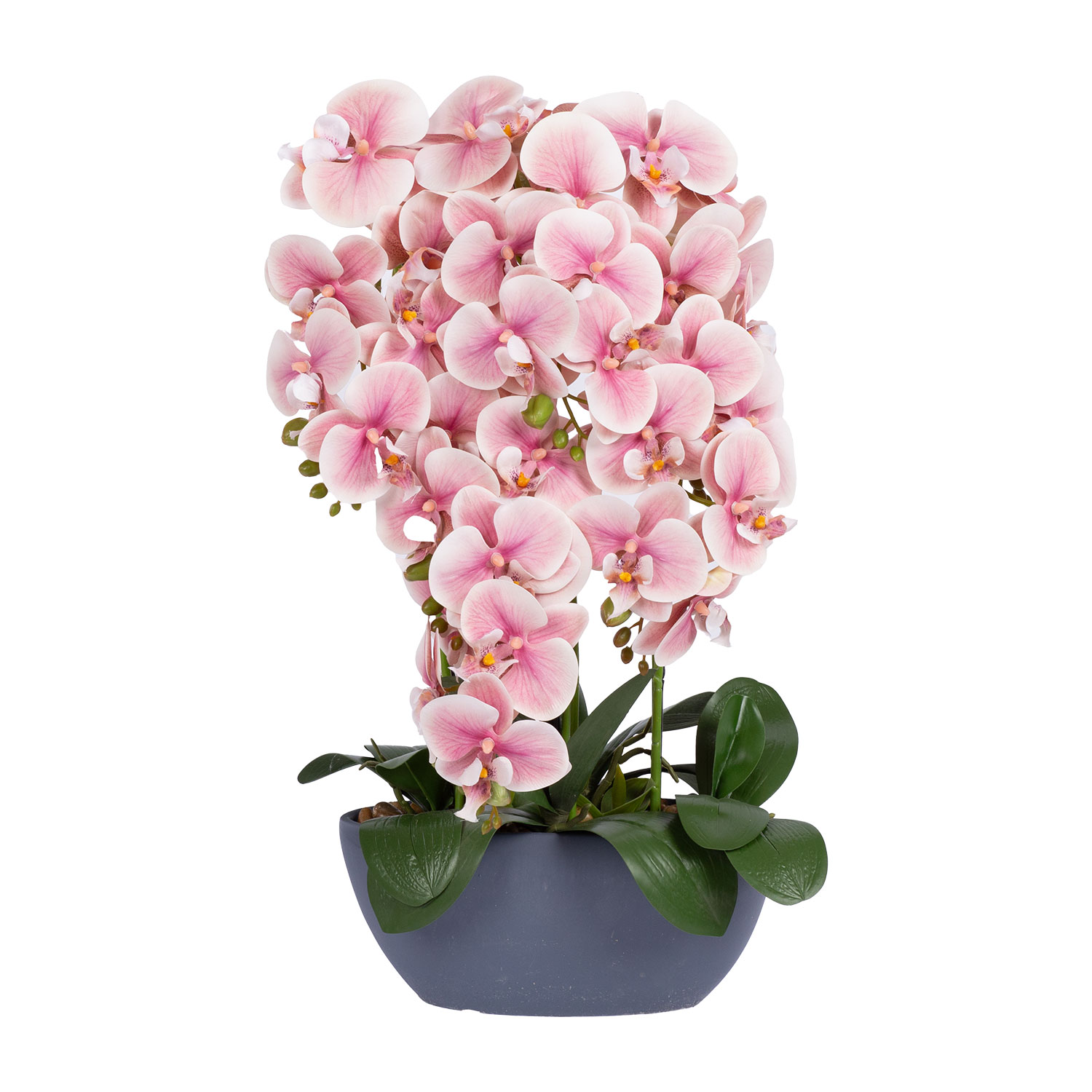 Orhideja „Garden Queen“ ar 44 ziediem, gaiši rozā, 64 cm