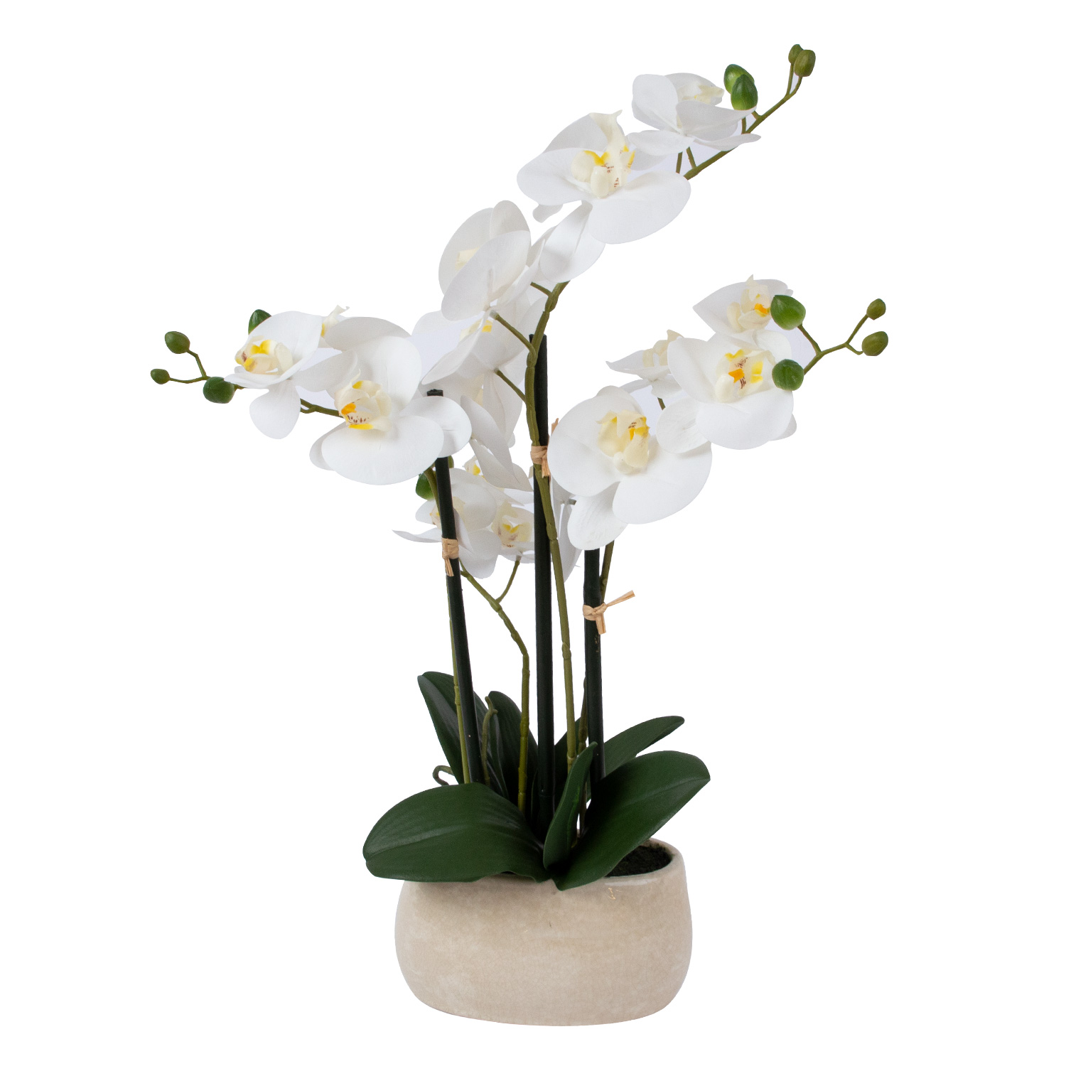 Orhideja, balta, 55 cm