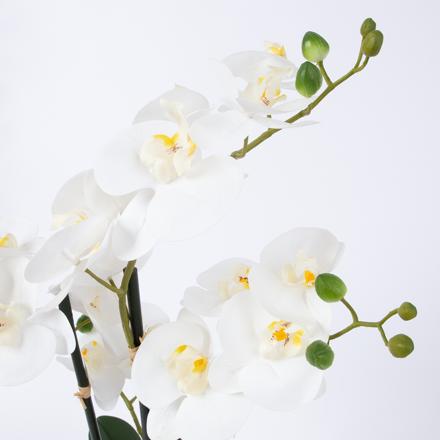Orchidėja, balta, 55 cm