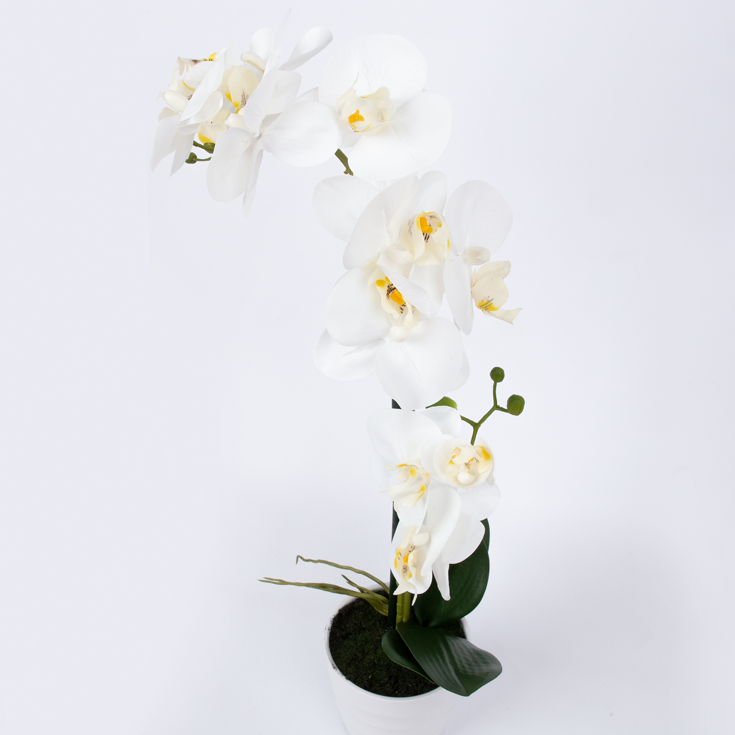 Orchidėja „Wind in Garden“, balta, 51 cm
