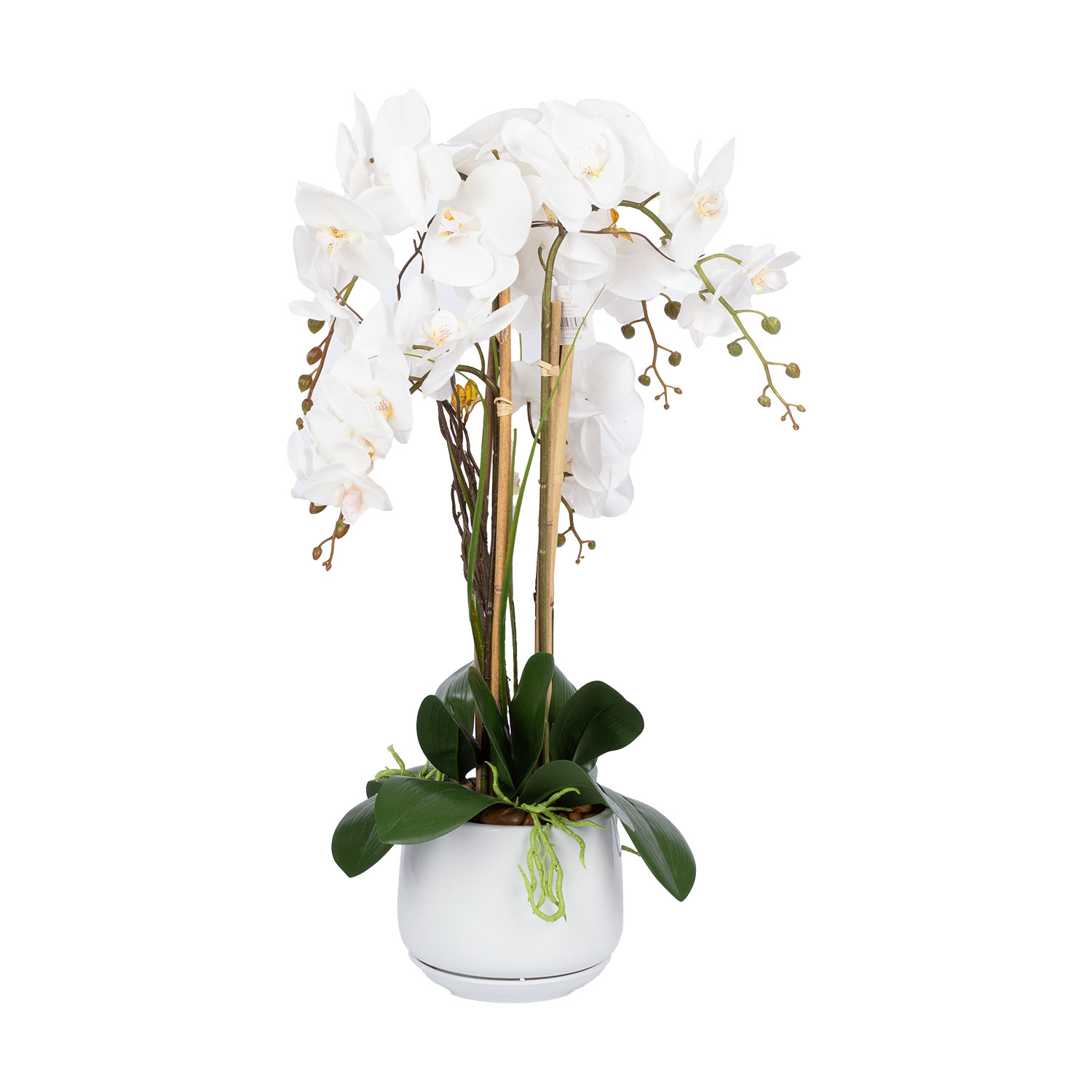 Orhideja GARDEN QUEEN, balta, 68 cm