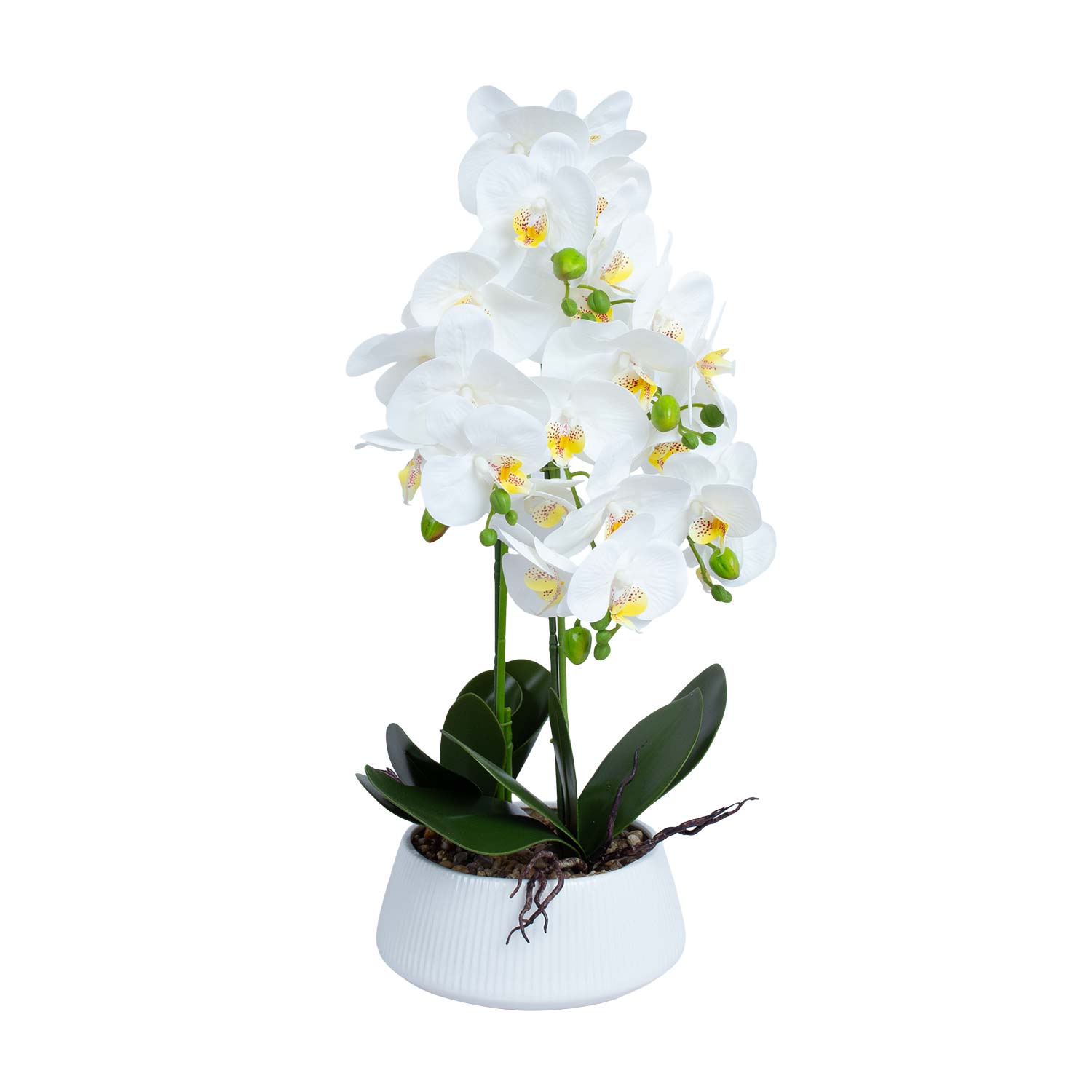 Orchidėja GREENLAND, baltas vazonas, 20 × 68 cm