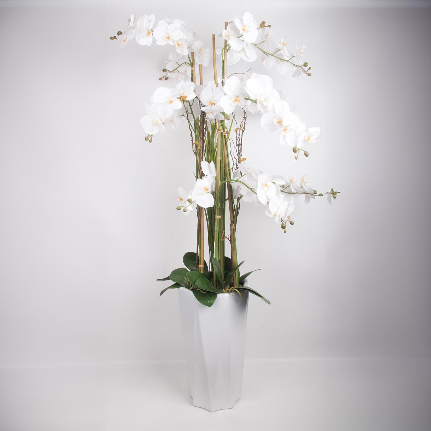 Orhideja GARDEN QUEEN, balta, 132 cm