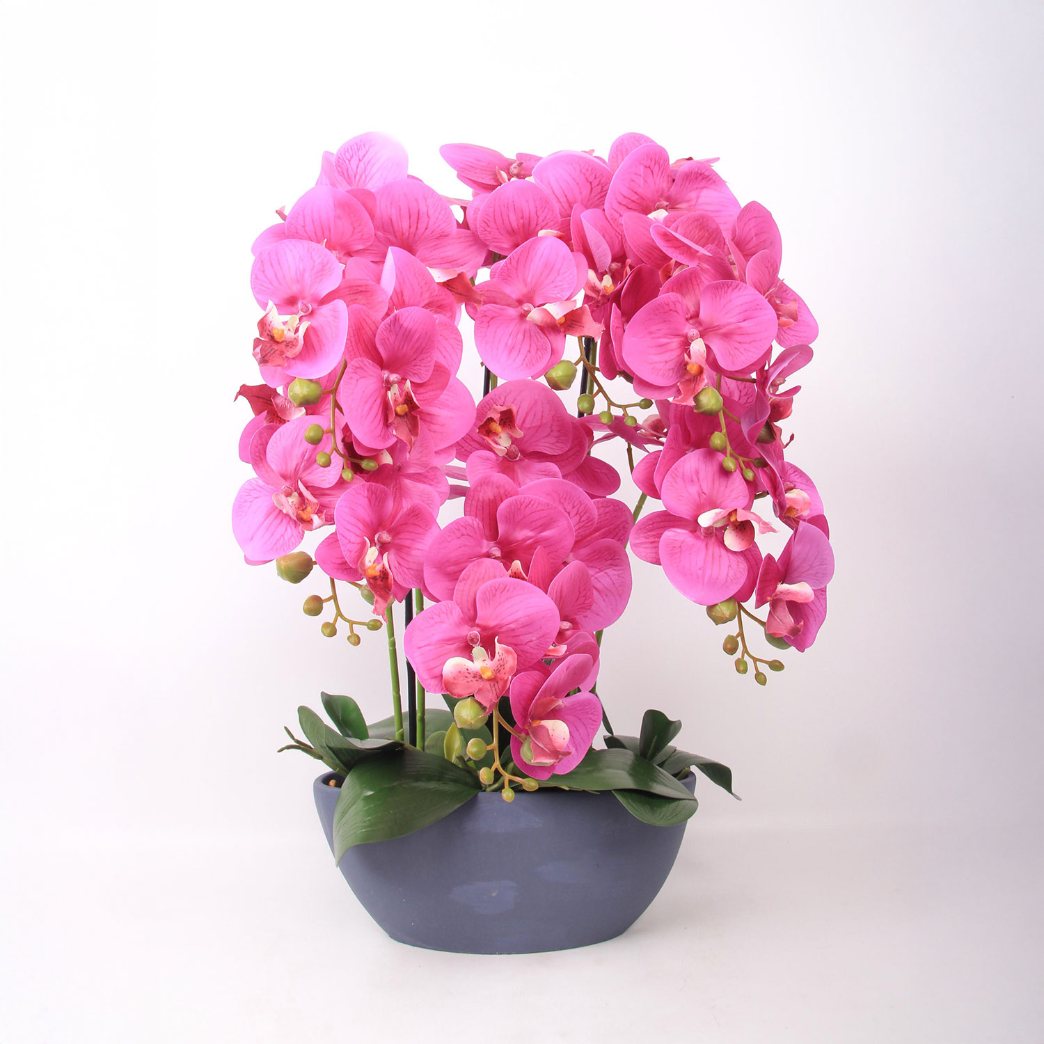 Orhideja GARDEN QUEEN, tumši rozā, 64 cm