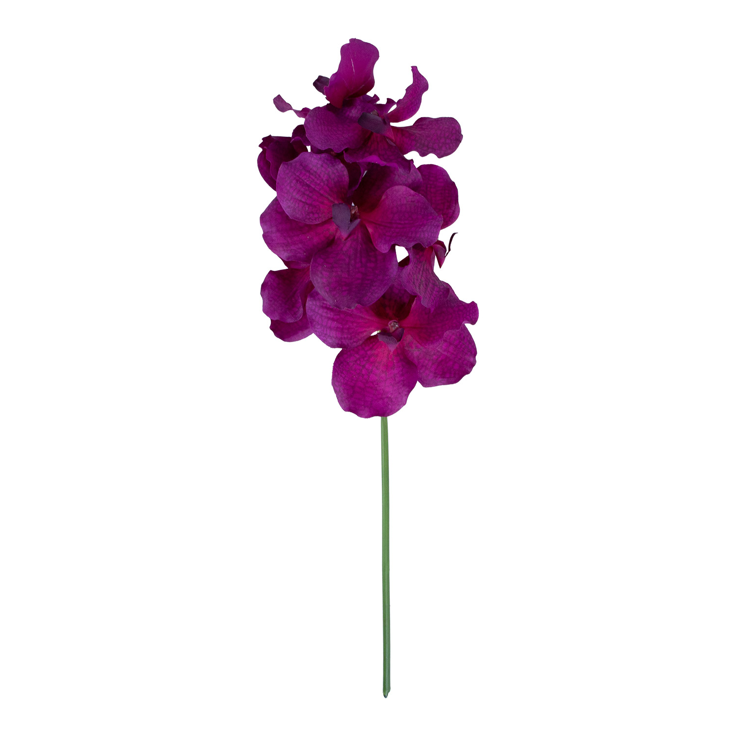 Orchidėja , 60 cm