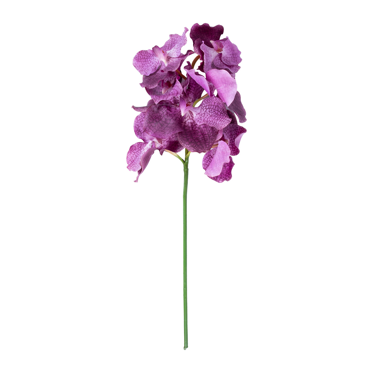 Orchidėja , 60 cm 3