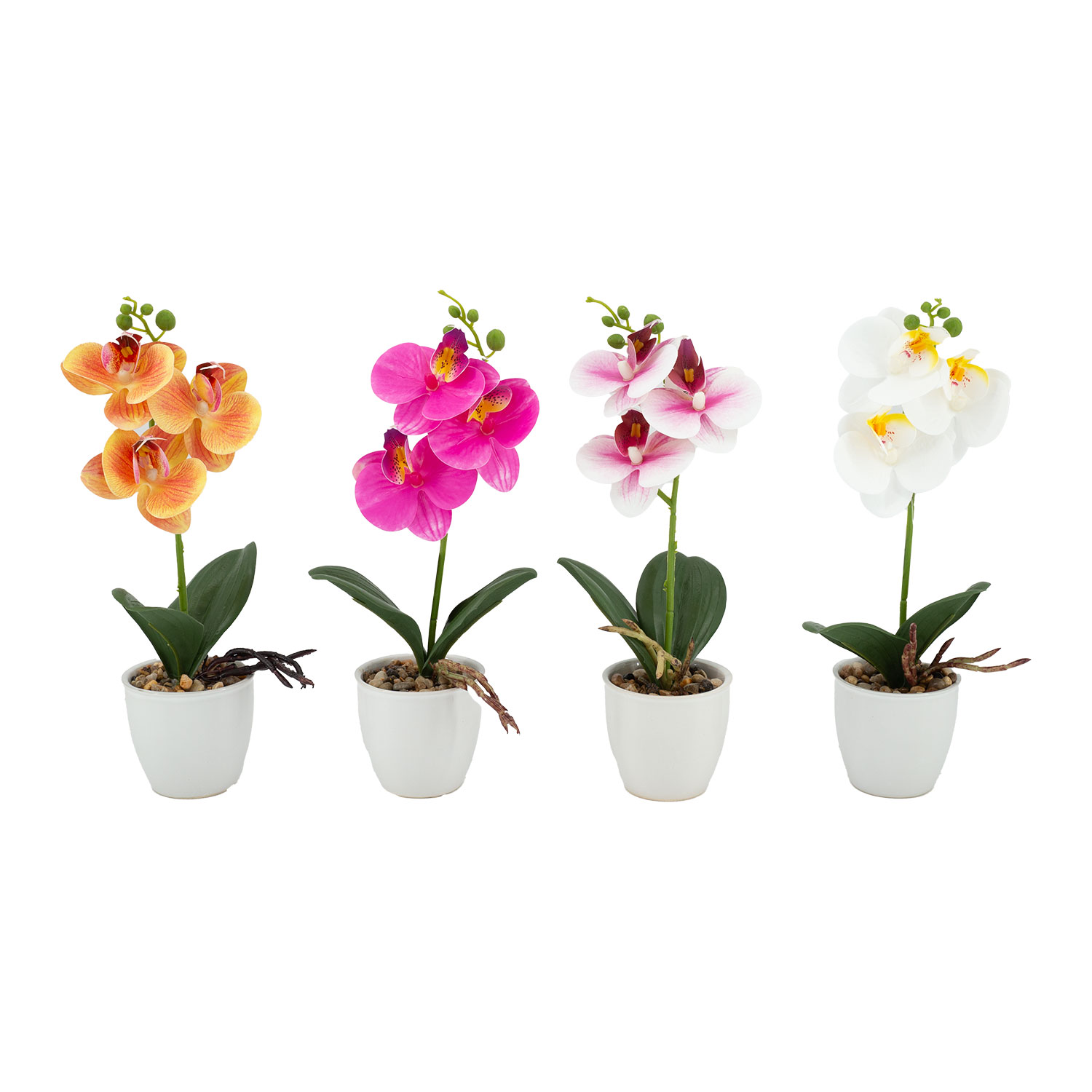 Orchidėja GREENLAND, baltas vazonas, 30 cm