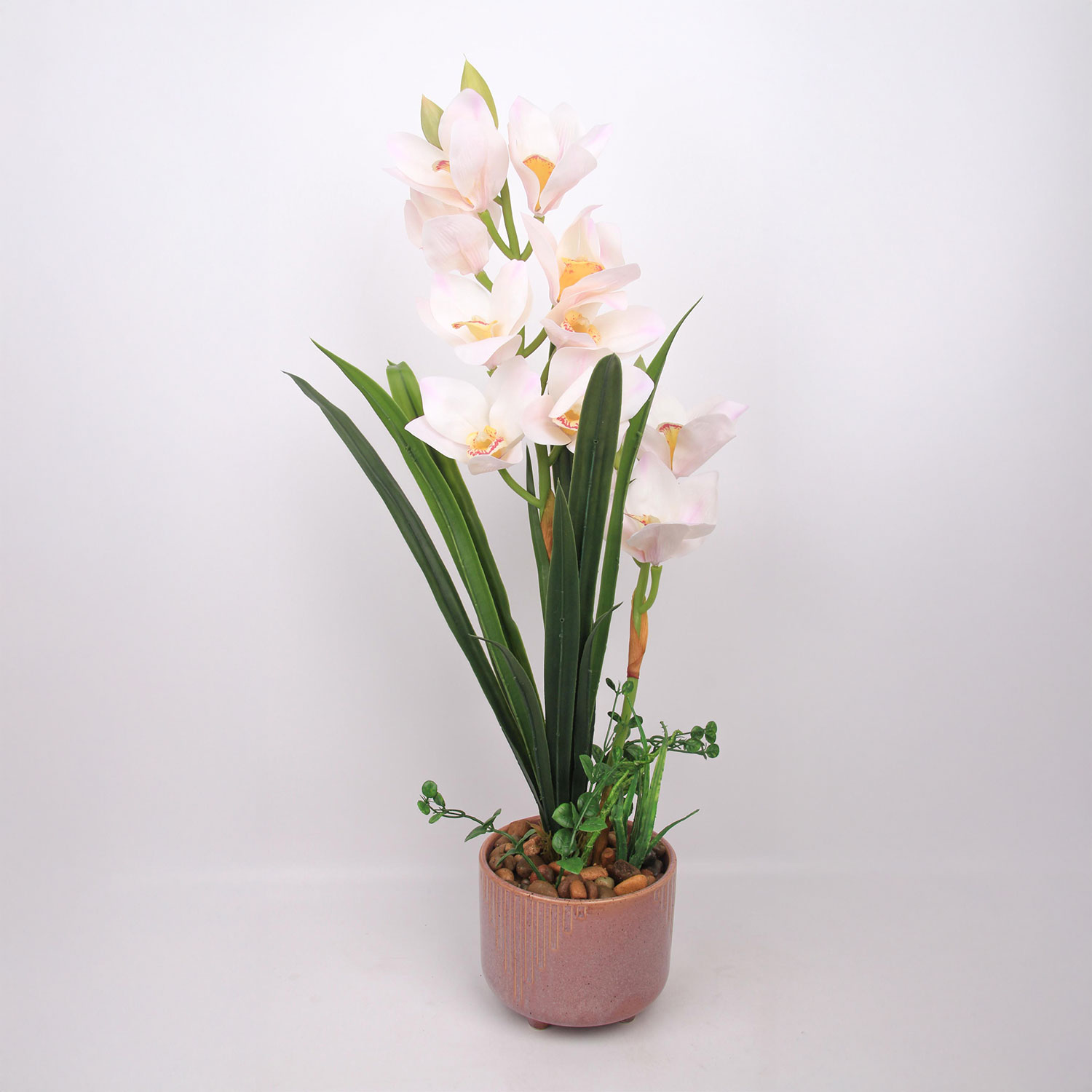 Orhideja „Garden Queen“, balta, 70 cm