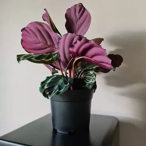 Vazonų rinkinys, 500 vnt., 16 cm, 2 litrai