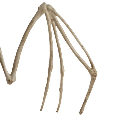 Helovyno dekoracija - šikšnosparnio skeletas 28 cm 3