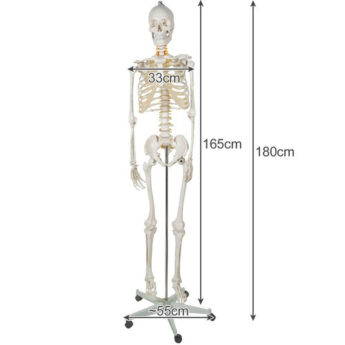 Anatominis žmogaus skeletas 180 cm