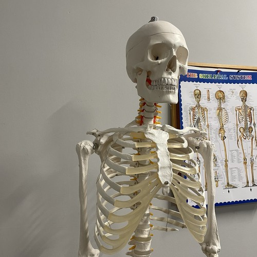 Anatominis žmogaus skeletas 180 cm