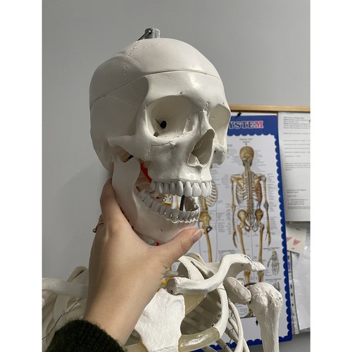 Anatominis žmogaus skeletas 180 cm