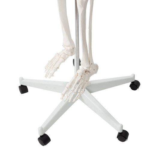 Anatominis žmogaus skeletas 180 cm