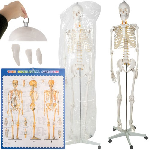 Anatominis žmogaus skeletas 180 cm