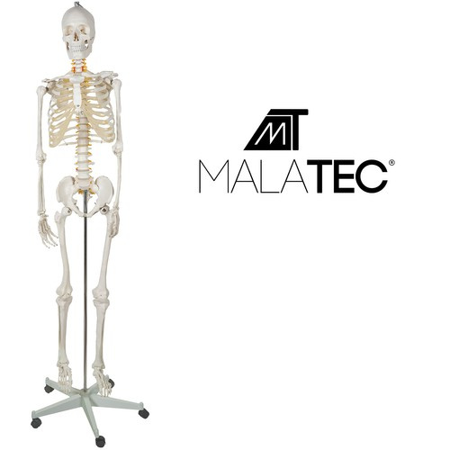 Anatominis žmogaus skeletas 180 cm