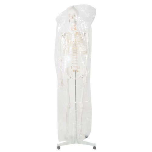 Anatominis žmogaus skeletas 180 cm