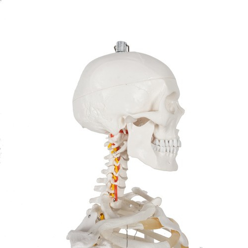 Anatominis žmogaus skeletas 180 cm