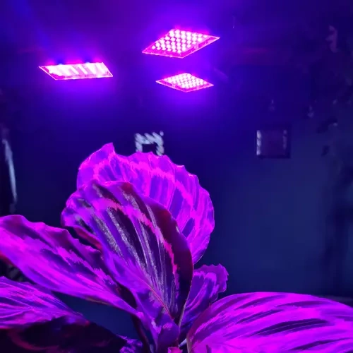Lempa augalams Lempa 108 LED augalų apšvietimui Gardlov 20440