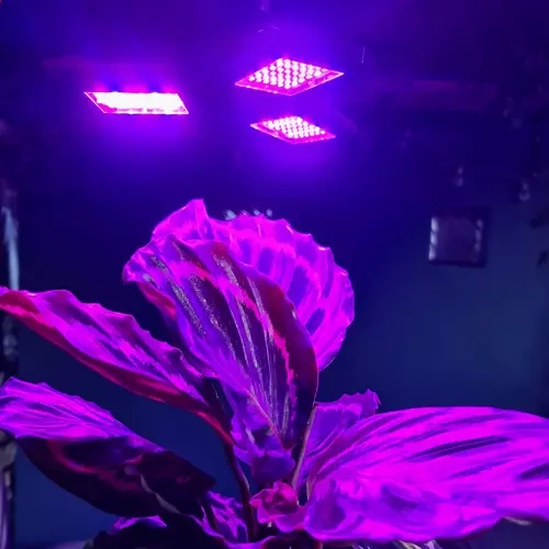 Lempa augalams Lempa 108 LED augalų apšvietimui Gardlov 20440