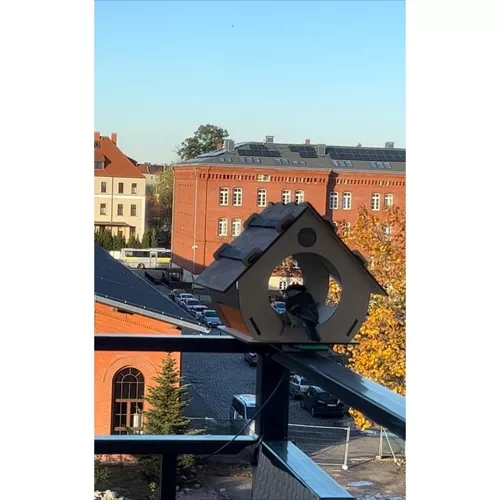 Namelis paukščiams Maaleo