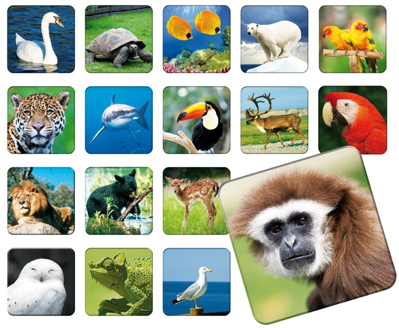 Atminties žaidimas zoo