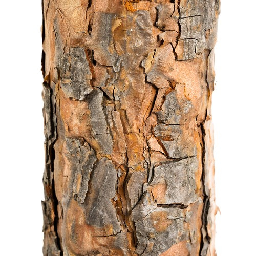 Medžio kamienas - deimantinė pušis, 180 cm