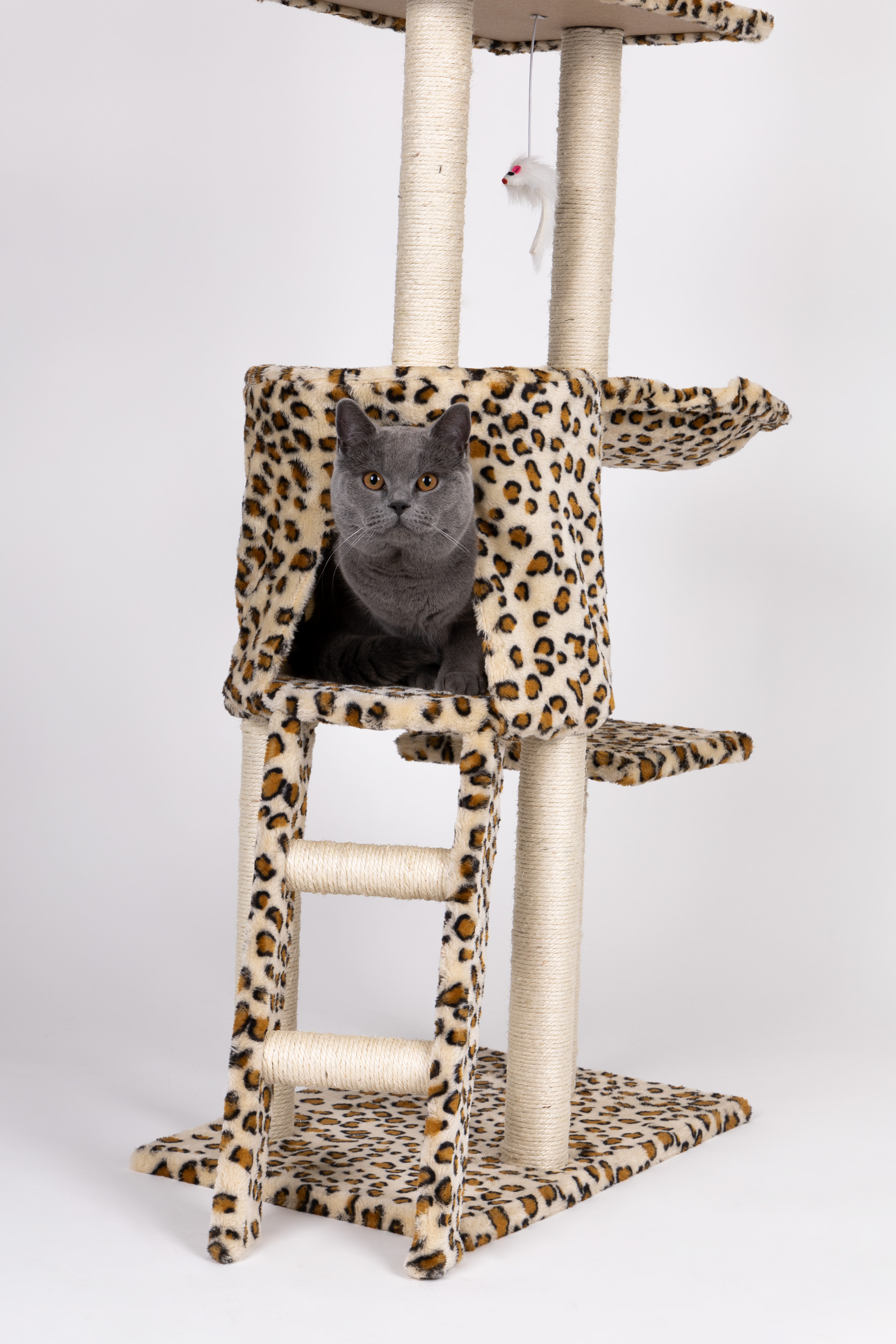 Kačių draskyklė panther, xl, ruda
