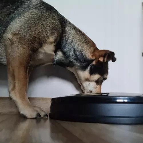Automatinis maitinimo dubuo gyvūnams Automatic feeder Purlov 20759, 6 skiltys maistui