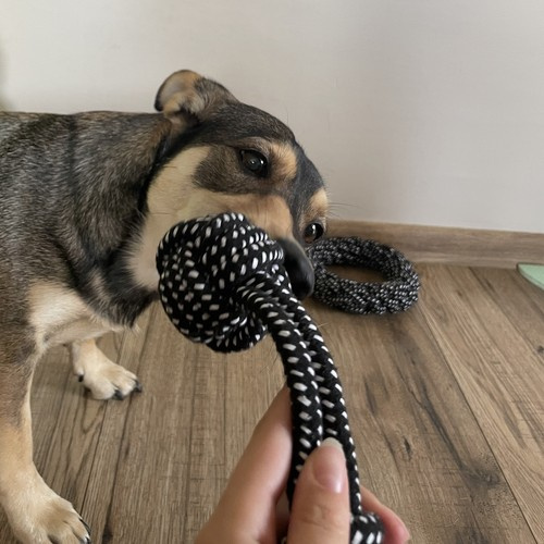 Įvairialypis šunų žaislų rinkinys