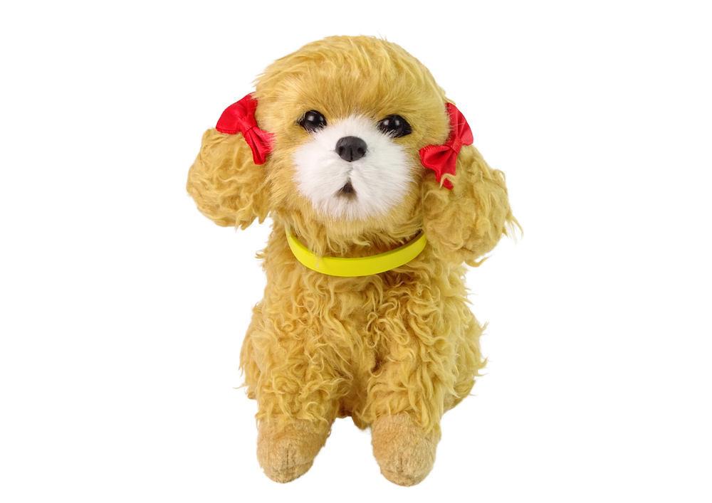 Interaktyvus šuo breed poodle, rudas