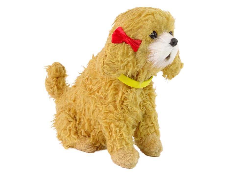 Interaktyvus šuo breed poodle, rudas