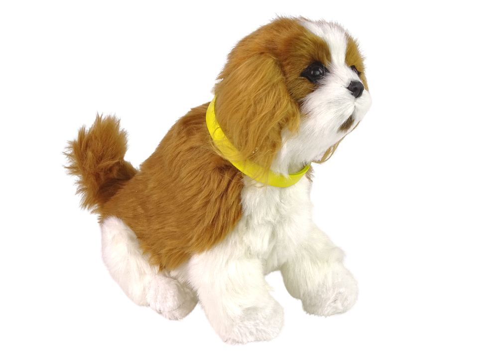 Interaktyvus šuo cavalier breed, rudas