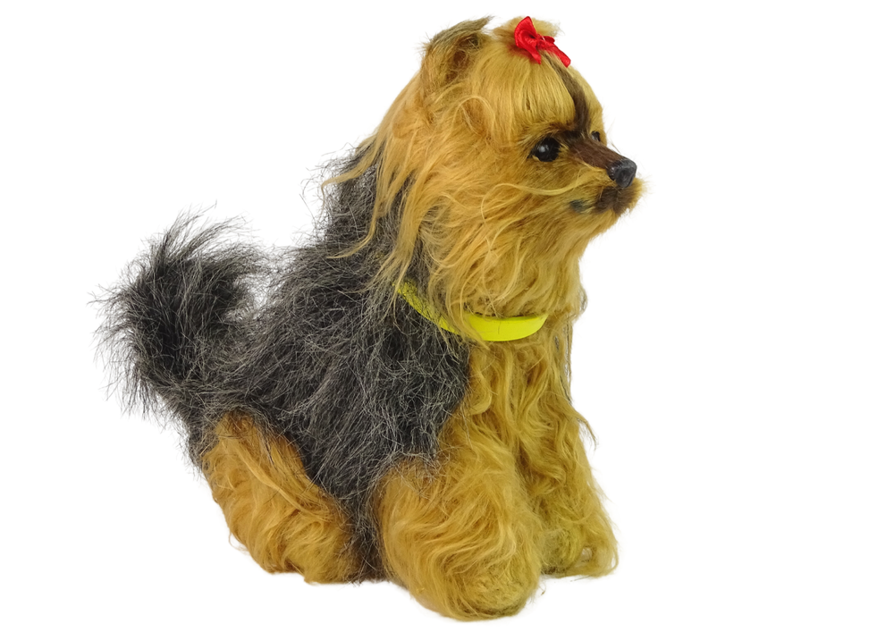 Interaktyvus šuo breed yorkshire terrier, rudas
