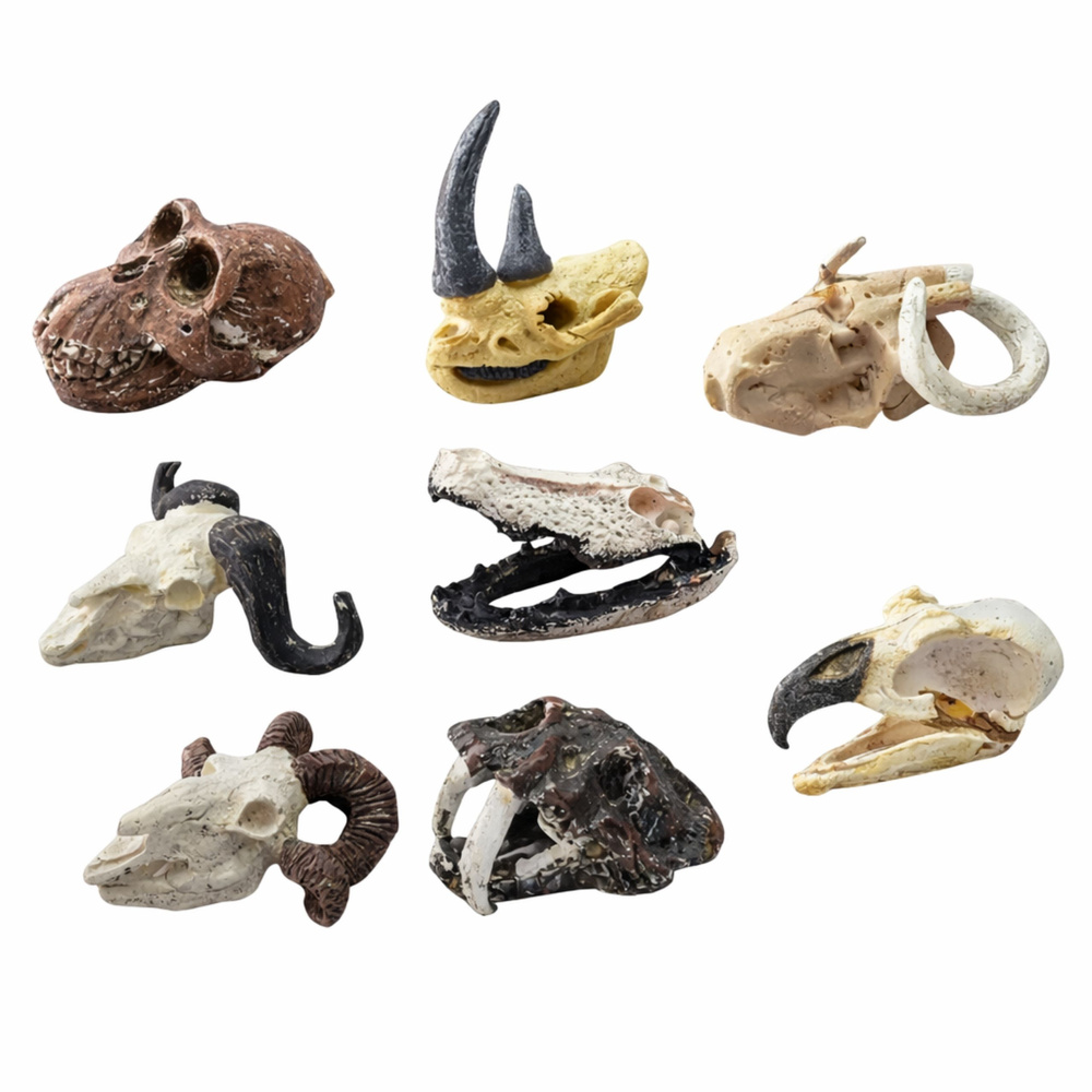 Archeologinių kasinėjimų rinkinys su kaukole 3