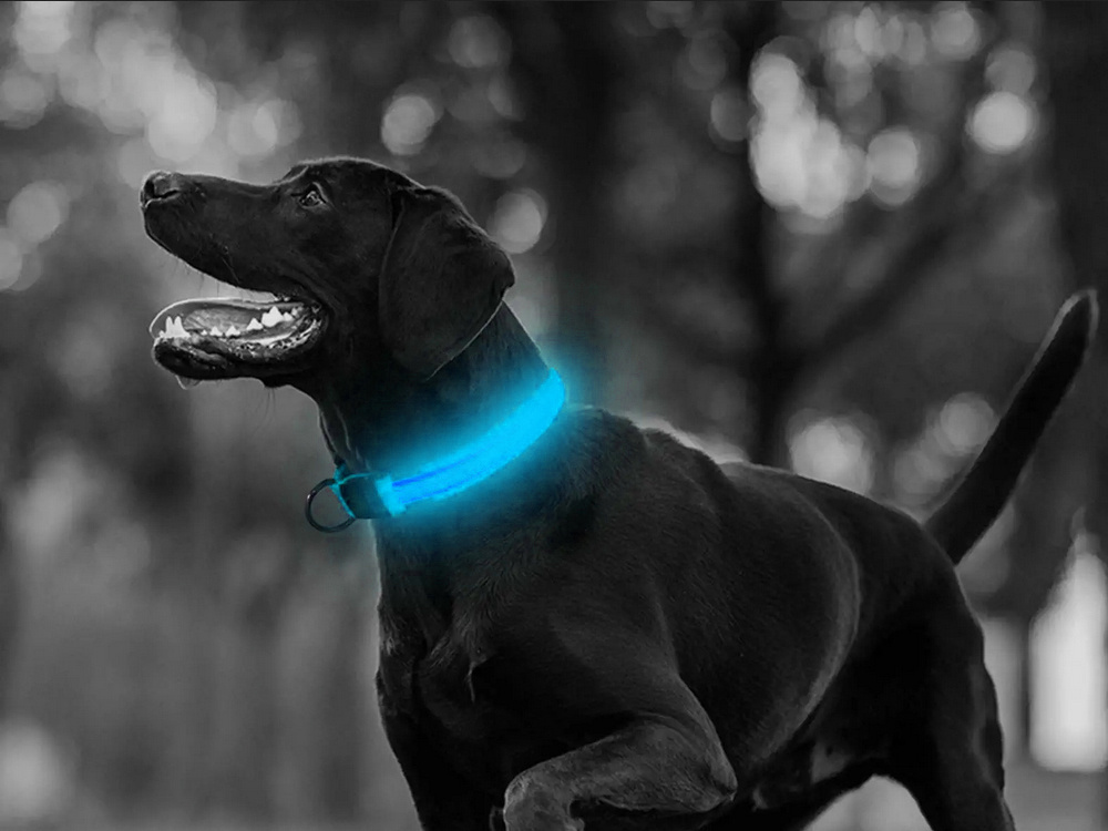 Šviečiantis led antkaklis šunims ir katėms, mėlynas, 46-59 cm