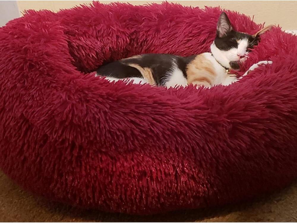 Plušinis guolis šunims ir katėms, 50 cm, bordinis