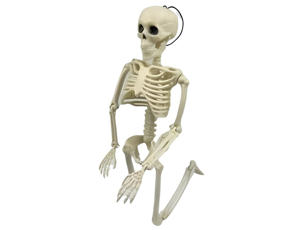 Žmogaus skeletas 40 cm dekoracija