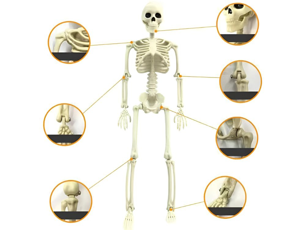Žmogaus skeletas 40 cm dekoracija