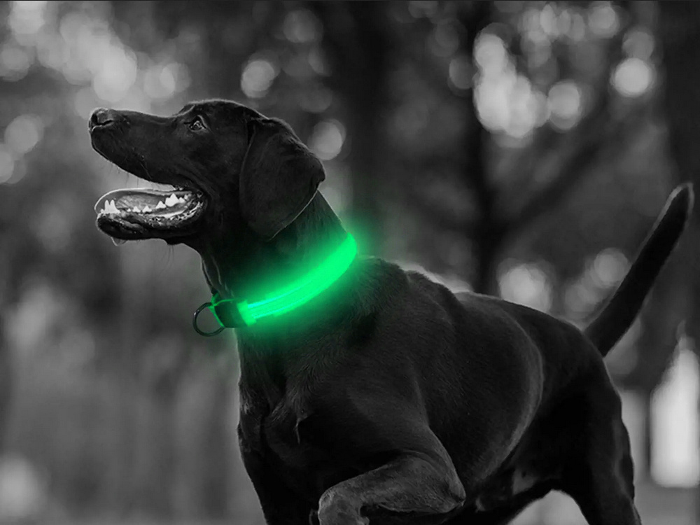 Šviečiantis led antkaklis šunims ir katėms, 59 cm, žalias