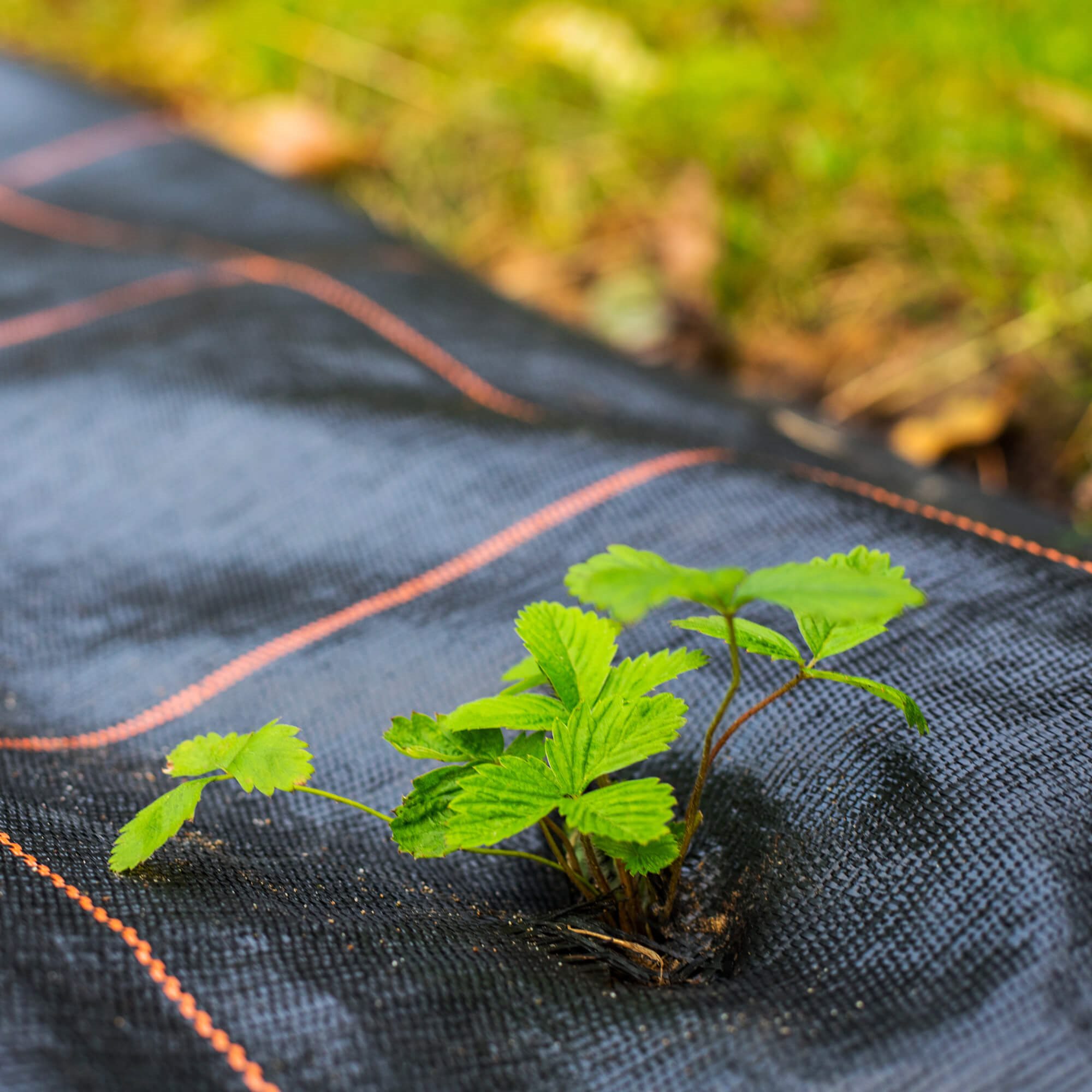 Agrotekstilė nuo piktžolių springos 90g/m² 1,1x10 m
