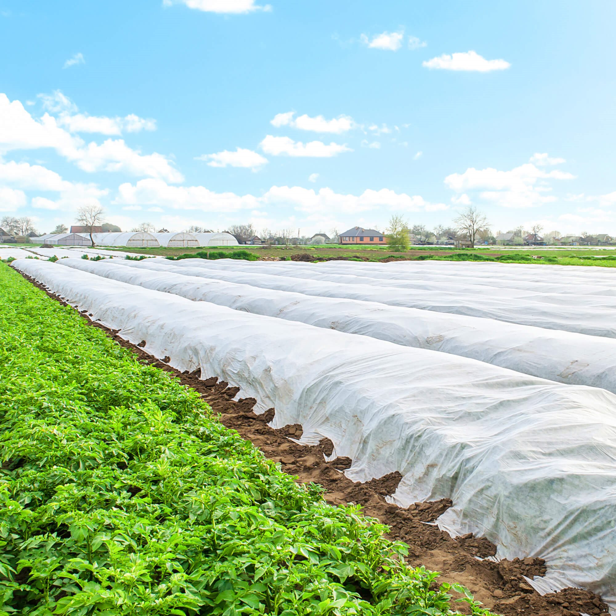 Agrotekstilė springos 50g/m2 10x1,1 m balta 3