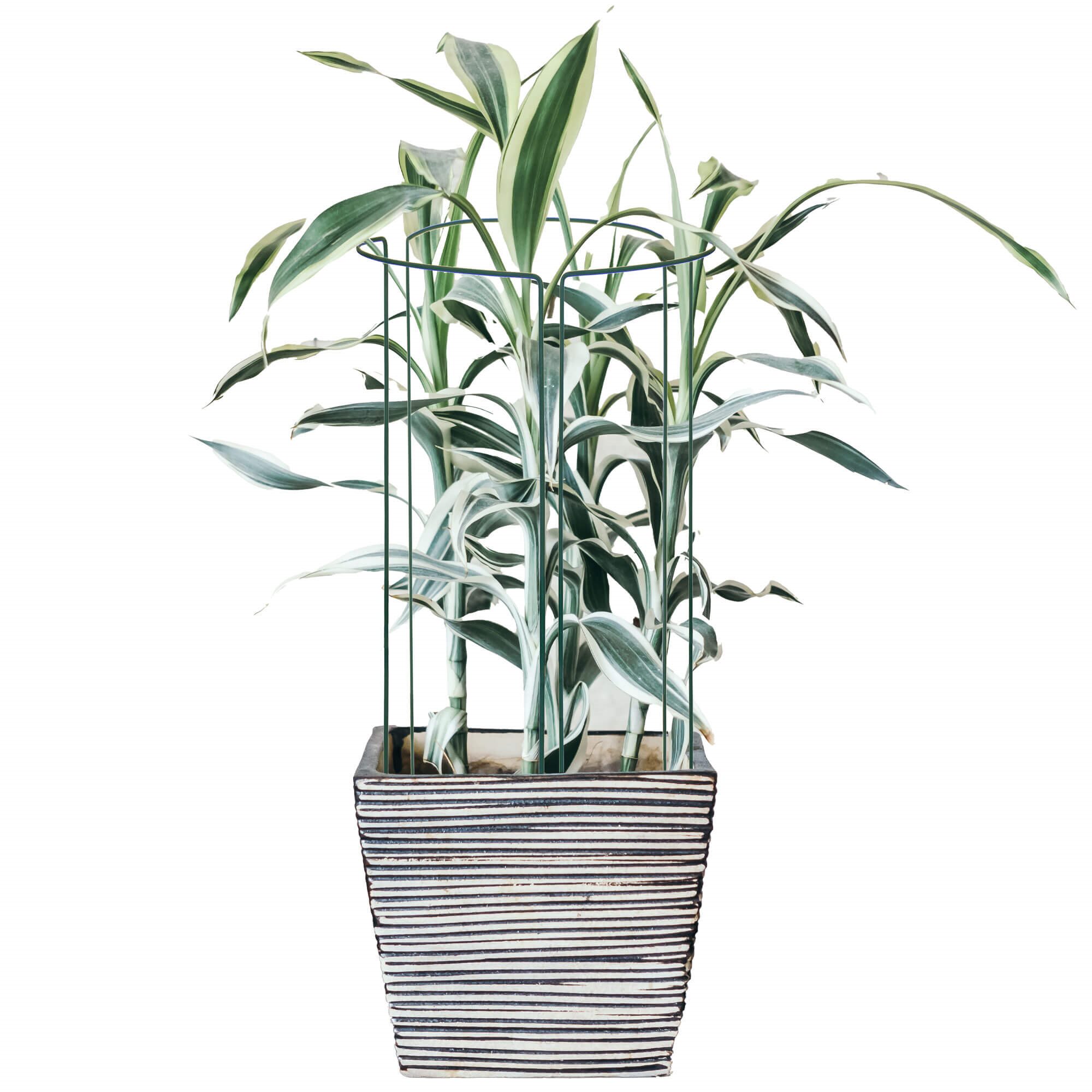 Augalų atrama springos 75 cm, žalia, 3 dalių