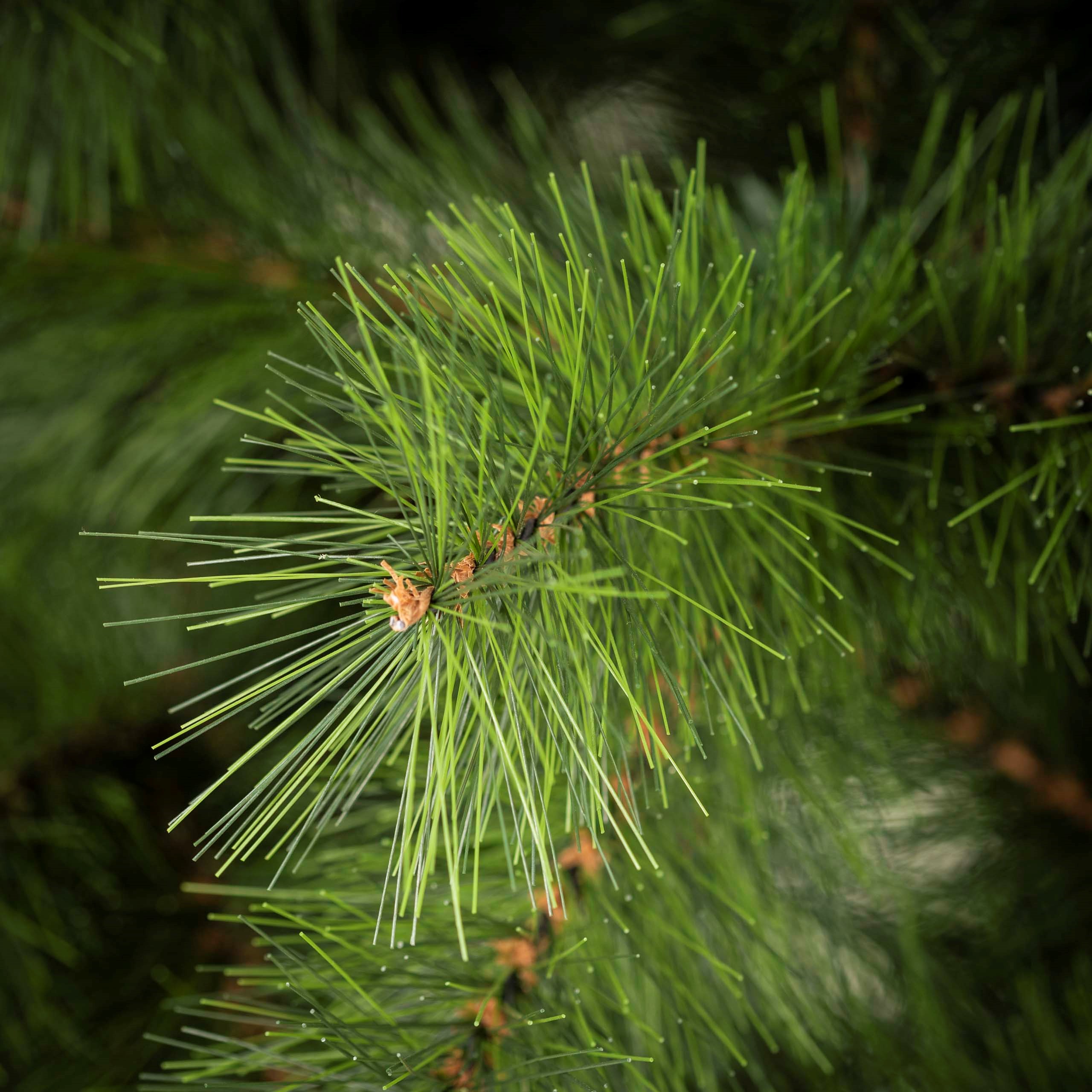 Dirbtinė Kalėdų pušis Nordic Pine, žalia, 210 cm 3